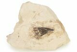 Fossil Pliosaur (Brachauchenius) Tooth - Asfla, Morocco #270965-1